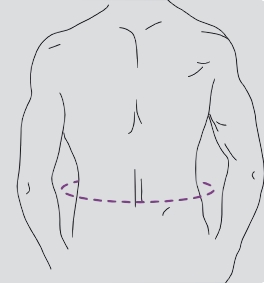 Back support, DYNAMIC